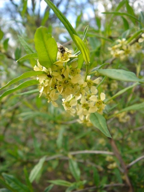 Prinsepia sinensis P1D (2)